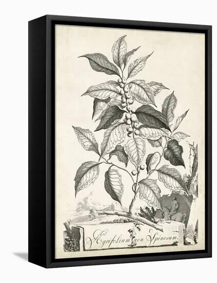 Scenic Botanical III-Abraham Munting-Framed Stretched Canvas