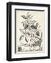 Scenic Botanical III-Abraham Munting-Framed Art Print