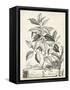 Scenic Botanical III-Abraham Munting-Framed Stretched Canvas