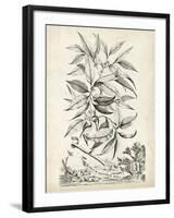 Scenic Botanical IV-Abraham Munting-Framed Art Print