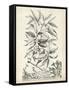 Scenic Botanical IV-Abraham Munting-Framed Stretched Canvas