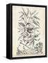 Scenic Botanical IV-Abraham Munting-Framed Stretched Canvas