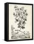 Scenic Botanical V-Abraham Munting-Framed Stretched Canvas