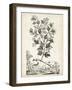 Scenic Botanical V-Abraham Munting-Framed Art Print