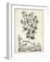 Scenic Botanical V-Abraham Munting-Framed Art Print