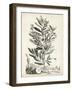 Scenic Botanical VI-Abraham Munting-Framed Art Print