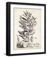 Scenic Botanical VI-Abraham Munting-Framed Art Print