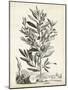 Scenic Botanical VI-Abraham Munting-Mounted Art Print