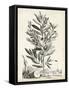 Scenic Botanical VI-Abraham Munting-Framed Stretched Canvas