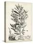 Scenic Botanical VI-Abraham Munting-Stretched Canvas