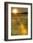 Scenic crop of barley, Vexin Region, Normandy, France-Jim Engelbrecht-Framed Photographic Print