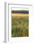 Scenic crop of barley, Vexin Region, Normandy, France-Jim Engelbrecht-Framed Photographic Print