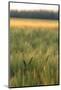 Scenic crop of barley, Vexin Region, Normandy, France-Jim Engelbrecht-Mounted Photographic Print