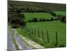 Scenic Dirt Road with Wildflowers, County Cork, Ireland-Marilyn Parver-Mounted Photographic Print