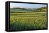 Scenic field, Vexin Region, Normandy, France-Lisa S. Engelbrecht-Framed Stretched Canvas