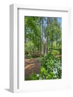 scenic garden, Pinehurst, North Carolina-Lisa Engelbrecht-Framed Photographic Print