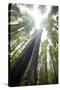 Scenic Image of Giant, Ancient Tree in Humboldt Redwoods State Park, California-Justin Bailie-Stretched Canvas