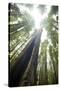 Scenic Image of Giant, Ancient Tree in Humboldt Redwoods State Park, California-Justin Bailie-Stretched Canvas