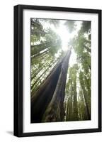 Scenic Image of Giant, Ancient Tree in Humboldt Redwoods State Park, California-Justin Bailie-Framed Photographic Print