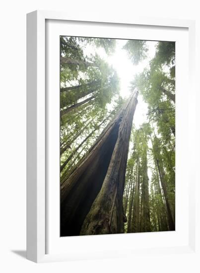 Scenic Image of Giant, Ancient Tree in Humboldt Redwoods State Park, California-Justin Bailie-Framed Photographic Print
