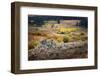 Scenic landscape view of Lamar Valley with aspen trees and sagebrush, Yellowstone National Park.-Adam Jones-Framed Photographic Print