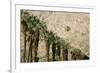 Scenic of Palm Trees, Palm Springs, California, USA-Julien McRoberts-Framed Photographic Print