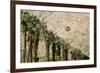 Scenic of Palm Trees, Palm Springs, California, USA-Julien McRoberts-Framed Photographic Print