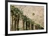 Scenic of Palm Trees, Palm Springs, California, USA-Julien McRoberts-Framed Photographic Print