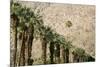 Scenic of Palm Trees, Palm Springs, California, USA-Julien McRoberts-Mounted Photographic Print