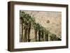 Scenic of Palm Trees, Palm Springs, California, USA-Julien McRoberts-Framed Photographic Print