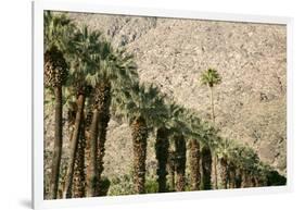 Scenic of Palm Trees, Palm Springs, California, USA-Julien McRoberts-Framed Photographic Print