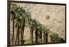 Scenic of Palm Trees, Palm Springs, California, USA-Julien McRoberts-Framed Photographic Print