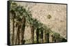 Scenic of Palm Trees, Palm Springs, California, USA-Julien McRoberts-Framed Stretched Canvas