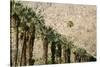 Scenic of Palm Trees, Palm Springs, California, USA-Julien McRoberts-Stretched Canvas