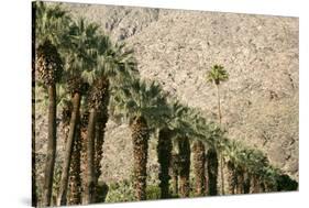 Scenic of Palm Trees, Palm Springs, California, USA-Julien McRoberts-Stretched Canvas