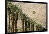Scenic of Palm Trees, Palm Springs, California, USA-Julien McRoberts-Framed Premium Photographic Print