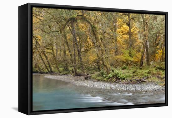 Scenic of Quinault River in the Olympic National Park, Washington, USA-Jaynes Gallery-Framed Stretched Canvas