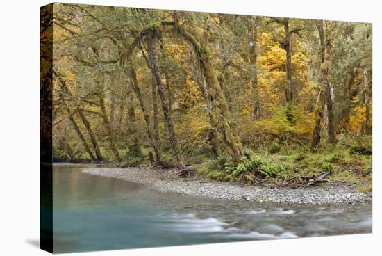 Scenic of Quinault River in the Olympic National Park, Washington, USA-Jaynes Gallery-Stretched Canvas