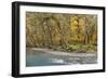 Scenic of Quinault River in the Olympic National Park, Washington, USA-Jaynes Gallery-Framed Photographic Print