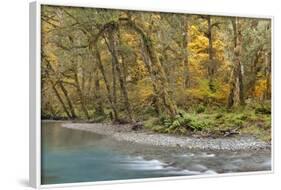 Scenic of Quinault River in the Olympic National Park, Washington, USA-Jaynes Gallery-Framed Photographic Print