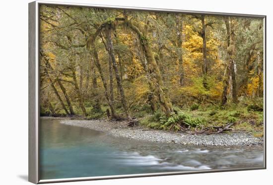 Scenic of Quinault River in the Olympic National Park, Washington, USA-Jaynes Gallery-Framed Photographic Print