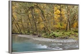 Scenic of Quinault River in the Olympic National Park, Washington, USA-Jaynes Gallery-Framed Photographic Print