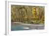 Scenic of Quinault River in the Olympic National Park, Washington, USA-Jaynes Gallery-Framed Photographic Print