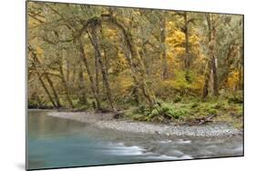 Scenic of Quinault River in the Olympic National Park, Washington, USA-Jaynes Gallery-Mounted Photographic Print