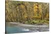 Scenic of Quinault River in the Olympic National Park, Washington, USA-Jaynes Gallery-Stretched Canvas