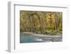 Scenic of Quinault River in the Olympic National Park, Washington, USA-Jaynes Gallery-Framed Photographic Print