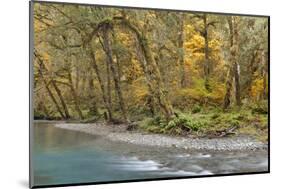 Scenic of Quinault River in the Olympic National Park, Washington, USA-Jaynes Gallery-Mounted Photographic Print