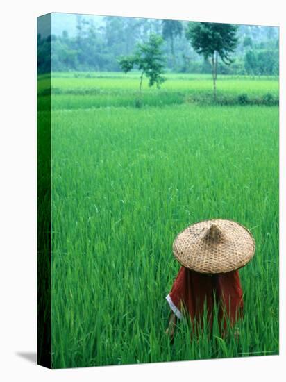 Scenic of Rice Fields and Farmer on Yangtze River, China-Bill Bachmann-Stretched Canvas