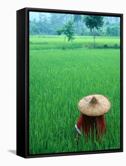 Scenic of Rice Fields and Farmer on Yangtze River, China-Bill Bachmann-Framed Stretched Canvas