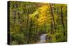 Scenic Road Through Autumn Forest Indiana, USA-Chuck Haney-Stretched Canvas